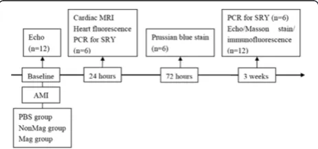 Figure 1 Study protocol. Echo, echocardiography; AMI, acutemyocardial infarction; MRI, magnetic resonance imaging; SRY,sex-determining region Y gene.