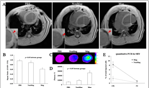 Figure 6 Magnetically enhanced MagMSC retention in the rat heart. (A, B) In vivo MRI T2 fl2d cardiac images at 24 hours after injection