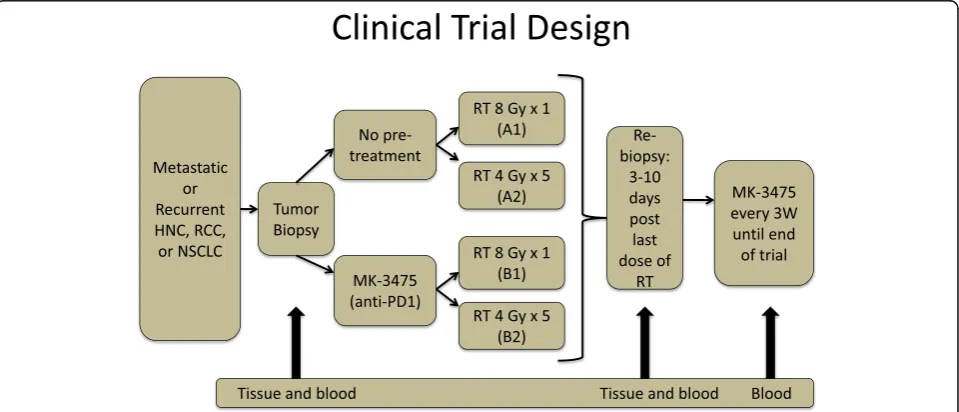 Fig. 1 Clinical trial schema. Patients with metastatic or recurrent head and neck cancer, renal cell carcinoma, or non-small cell lung cancer wererandomized to either receive pembrolizumab pre-treatment or no pembrolizumab pre-treatment