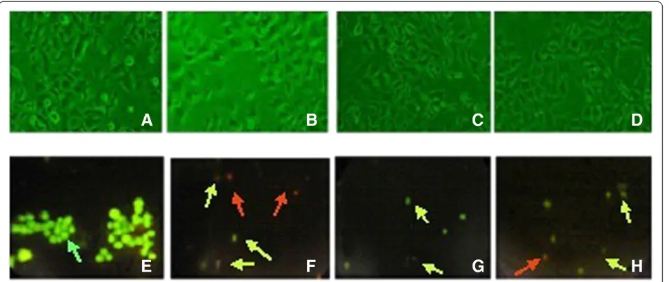 Figure 3 Light micrographs ofArounded. Reduction in cell density also observed in positive control and the AEFL treated cells