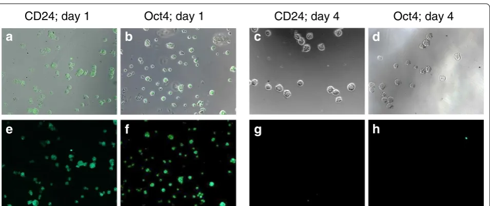 Fig. 4 Phase-contrast microscopy. Pictures of the three cell lines as indicated above the pictures grown either in 2D culture (a–c) or in 3D culture (d–f; day eleven after seeding)