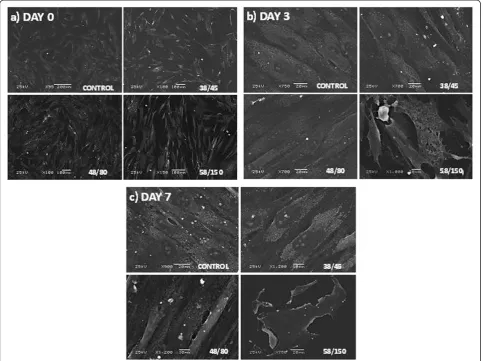 Figure 3 Scanning electron microscopy of human mesenchymal stem cells.groups. Cells heated to 58°C rapidly died with signs of cell swelling and breakdown at day 3 A comparison of cell morphology of three different groups anda control at (a) 0 days, (b) 3 days and (c) 7 days after heating, indicating an increase in cell density over time for the control, 38°C and 48°C (b), leaving cell debris by day 7 (c).