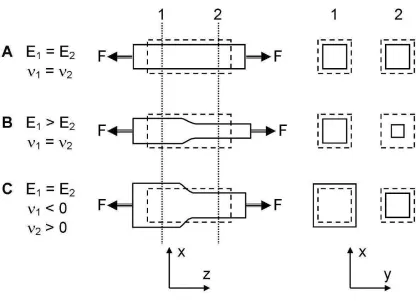 Figure 1. Piezomorphic response in an elastically gradient material. (A) x-z and x-y 