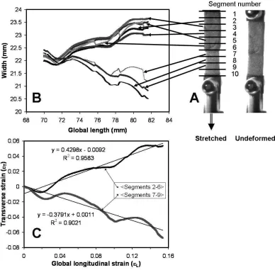 Figure 5. (A) Controlled tensile test showing the converted PU foam in the grips of the tensile sections, with curves corresponding to each width section indicated by arrows