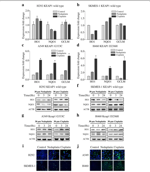 Fig. 2 Comparison of NRF2-regulated gene expression in NSCLC cells exposed to platinum-based drugs.protein expression in H292 and SKMES-1 cells exposed to 30(HO1 in H460 (protein expression in A549 and H460 cells exposed to 30 a, b The levels of HO1, NQO1,