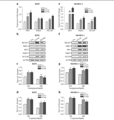 Fig. 4 KEAP1 mutations activate NRF2 signaling and confer chemo-resistance.in H292 cells exposed to 60-of NRF2 downstream target genes at the mRNA and protein levels in H292 cells.genes at the mRNA and protein levels in SKMES-1 cells.to 60- a, b KEAP1 with