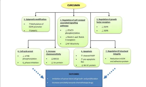 Fig. 1 Effect of curcumin and curcumin analogue on colorectal cancer stem cells. Curcumin acts as an anti-tumour compound which targets the various factors or pathways that are implicated in colorectal cancer at many levels