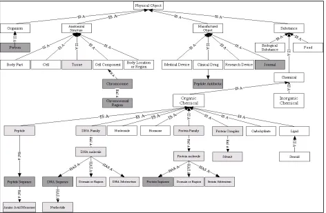 Figure 1. SemCat Physical Object Hierarchy.  White = UMLS SN, Light Grey = GENIA semantic types, Dark Grey = New semantic types