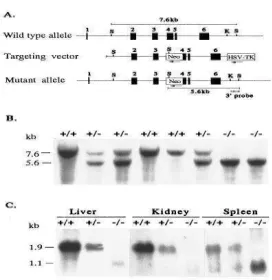 Figure 9. Above, caption text and image of a MIX figure mis-classified as GEL_IMAGE by the Fu-sion Classifier  