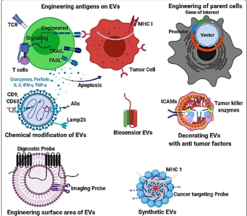 Fig. 3 A schematic illustration demonstrating the diverse array of approaches available in EV engineering for enhancing effective therapeuticcargo and drug delivery in the treatment of cancer