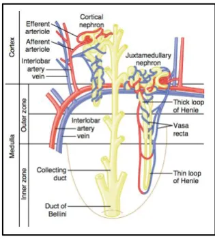 Figure130: Organization of kidney30 