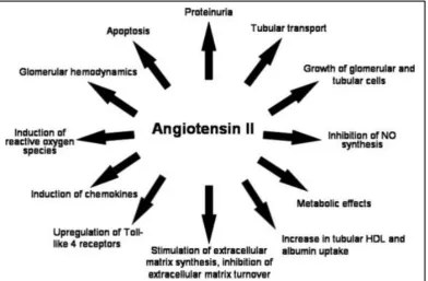 Figure:432 Role of Angiotensin II in renal pathology 