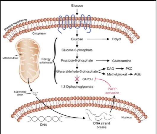 Figure  6:85Mechanism of  Glucotoxicity on Kidney 