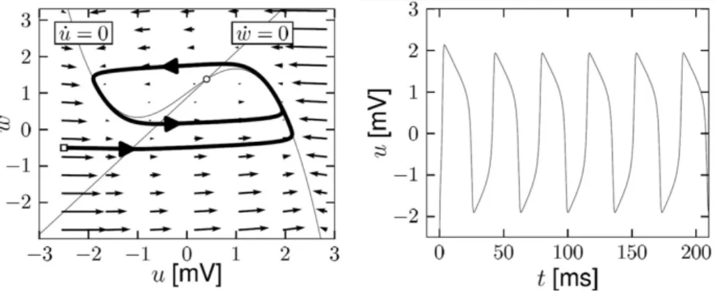 Figure 1.5: Phase plane analysis for the FitzHugh-Nagumo model with dimensionless variables