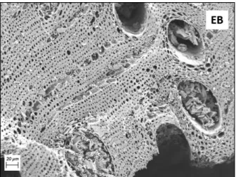 Figure  3.2  -  Images  of  pine  biochar  (PB)  and  eucalyptus  biochar  (EB)  taken  by  a  Zeiss  Merlin  scanning  electron  microscope