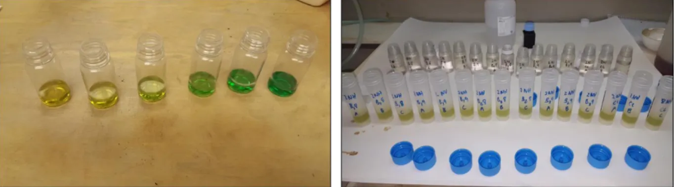 Figure  4.2  -  Digital  image  of  a  dilution  series  of  NH 4 + and  the  colour  development  of  treatment soils after 7 days of incubation.
