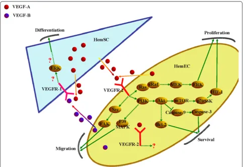 Figure 2 The VEGF signaling pathway in HemECs and HemSCs. Upon ligand binding, VEGF receptors dimerize, leading to the phosphorylation ofdifferent tyrosine residues