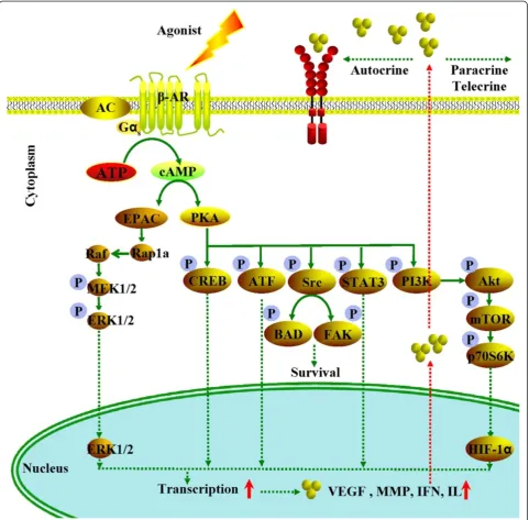Figure 5 β-adrenergic signaling modulates multiple cellular processes in tumor progression and metastasis