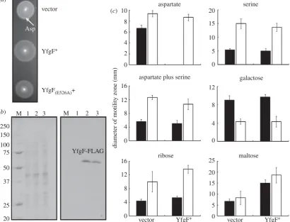 Figure 2. Sustained expression of YfgF inhibits the migration ofwere incubated under ( S