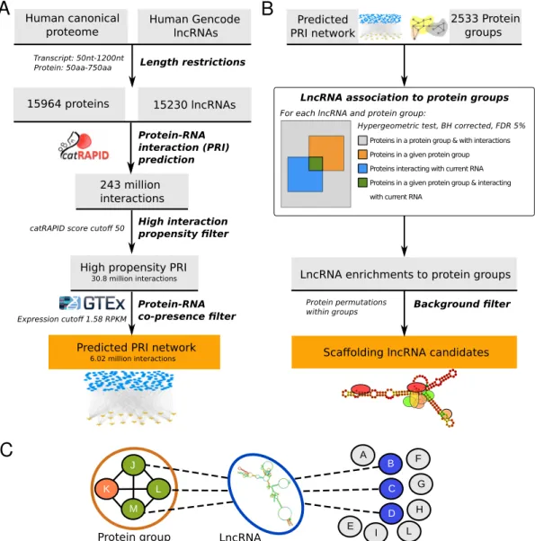 Figure 1. Data production and analysis workflows. (A) Predictions of protein-lncRNA interactions (PRI) using catRAPID omics for the human proteome and long non-coding transcriptome