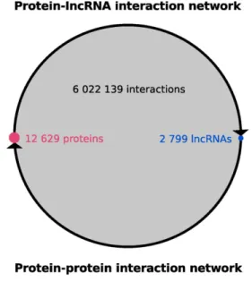 Figure 2. A global lncRNA–protein interaction network. Predicted protein-lncRNA interaction network composed by more than 6 millions interactions (grey circle) between 12629 proteins (pink circle) and 2799 lncRNAs (blue circle)