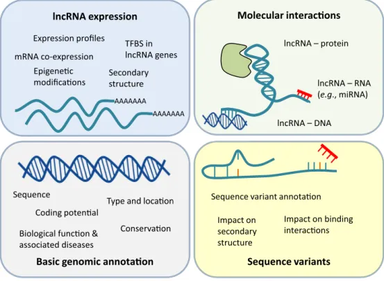 Figure 1 Types of information curated in lncRNA databases