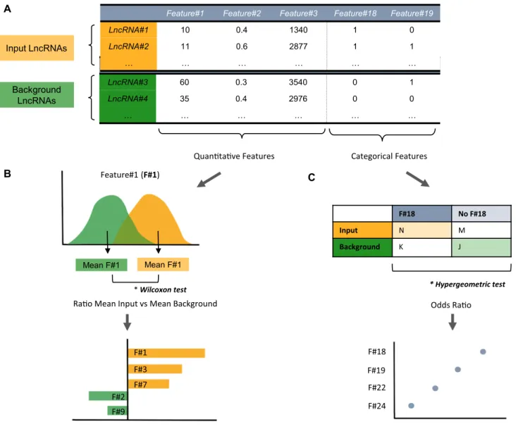 Figure 1. Gene Set Feature Comparison module workflow. (A) LnCompare is based on a dataset of quantitative and categorical features of lncRNAs