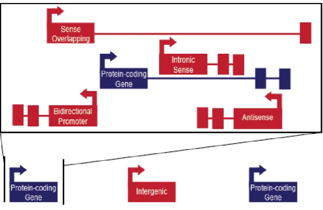 Figure 1.1 Positional classification of lncRNA genes. Protein-coding genes are shown in  blue  and  lncRNA  genes  are  shown  in  red