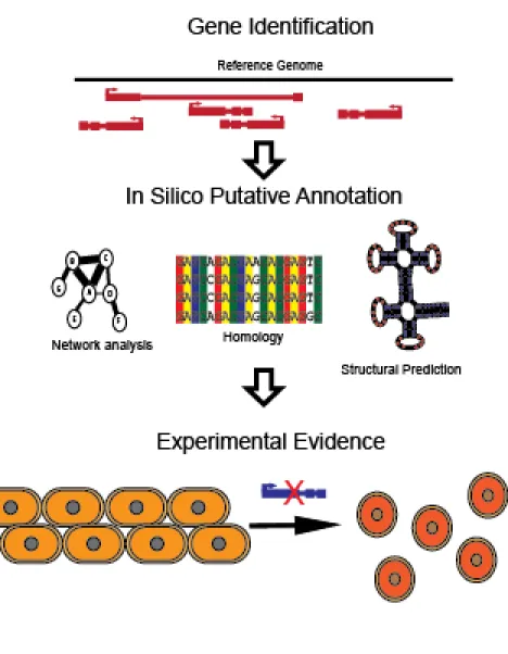 Figure 1.2 Schematic of the functional annotation process. This is a step by step process  of the functional annotation of genes
