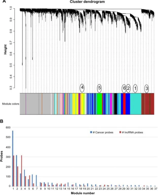 Figure  2.1  WGCNA  of  cancer  genes  and  lncRNAs.  (A)  Cluster  dendrogram  of  the  co- co-expression modules