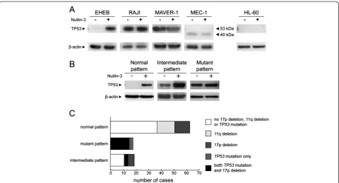 Figure 1 Set up of a western blot assay to detect TP53 dysfunction. A)intermediate pattern and with a mutant pattern