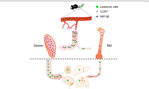 Figure 5 A proposed model for the promoting effect of splenic microenvironment on disseminated T-ALL cells.level of MIP-3 The splenic microenvironmenthas high level of MIP-3β, which recruits T-ALL cells expressing a high level of CCR7