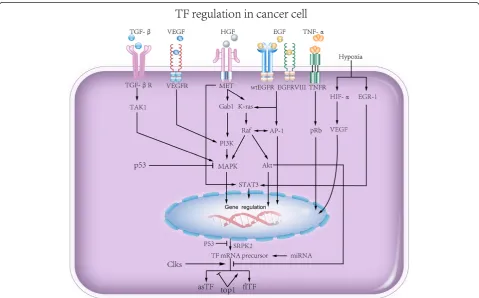 Figure 1 Signaling pathways involved in TF expression. TGF-β, VEGF, HGF, EGF, TNFα, and hypoxia challenge as well as p53 each regulates TFtranscription and translation.