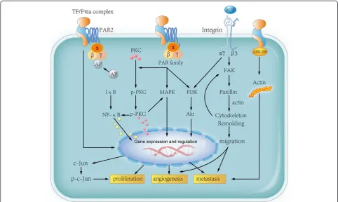 Figure 2 Function of TF in cancer progression.activated PAR complex, which leads to p-PKC translocation