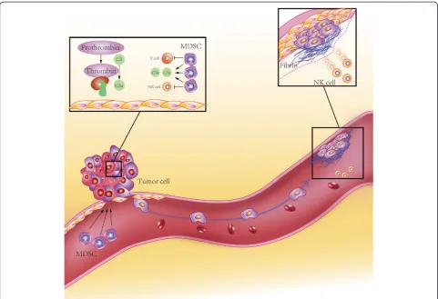Figure 3 Cancer cells escape from T/NK cell immunity via flTF. flTF expressed on tumor cell surface tiggers local coagulation cascase, leadingto thrombin gerneration