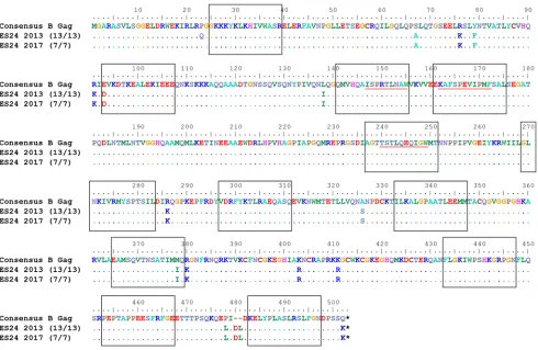 Figure 7. No evolution observed in ES24 CD8+ T cell–targeted Gag epitopes. Epitopes targeted in Gag by ES24 CD8+ T cells