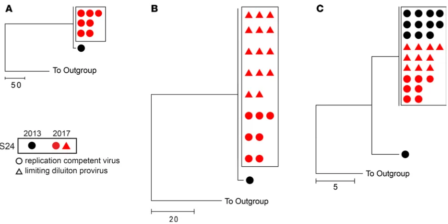 Figure 2. Large degree of clonality in ES24 replication-competent and proviral full-length env and nef sequences