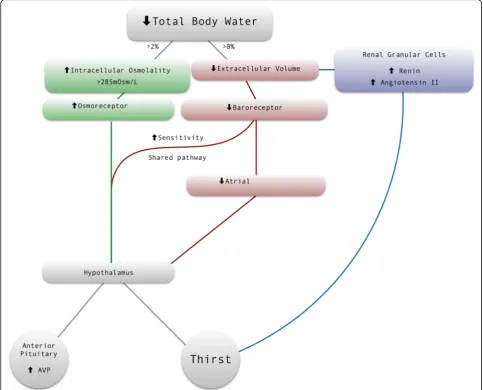 Fig. 1 The pathways initiated by total body water deficit leading to the stimulation of the thirst response