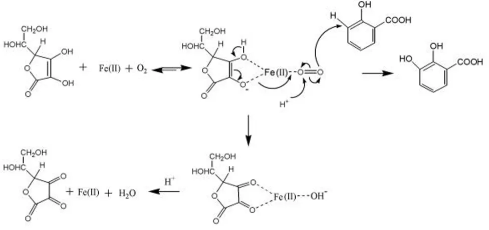 Figure 1Proposed mechanism for the generation of H2O2 via the oxidation of ascorbic acidProposed mechanism for the generation of HOvia the oxidation of ascorbic acid
