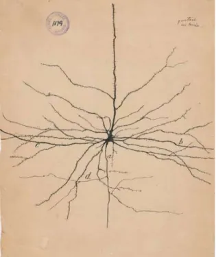 Figure 2 Pyramidal neuron of the cerebral cortex by Santiago Ramon y Cajal (28)  