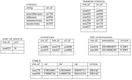 Figure 2: Structure of the terminological database