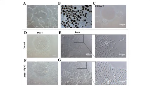 Fig. 2 Cell morphology.medium. The cells were stimulated with 1 pM BMP4 in EB medium on days 4 ( a The cells were used to form EBs 3 days after passage