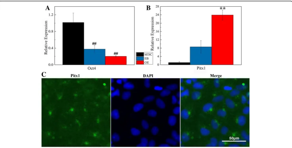 Fig. 3 A low BMP4 concentration stimulated hES cells to differentiate into Pitx1+ cells