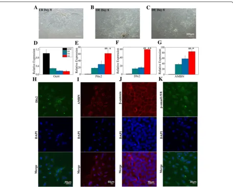 Fig. 4 Dental epithelium-like cells were obtained with a high concentration of BMP4. a EB was cultured in EB medium for 8 days (day 8)
