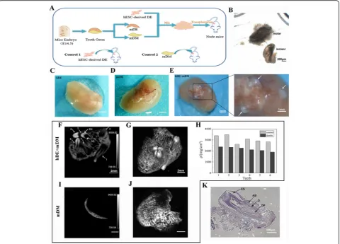 Fig. 5 Tooth-like structures formed 30 days after introducing hDE-like cells mixed with mDM in vivo