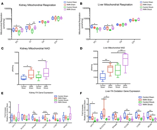Figure 3. NMN preserves complex I–dependent mitochondrial respiration and enhances mitochondrial NAD content