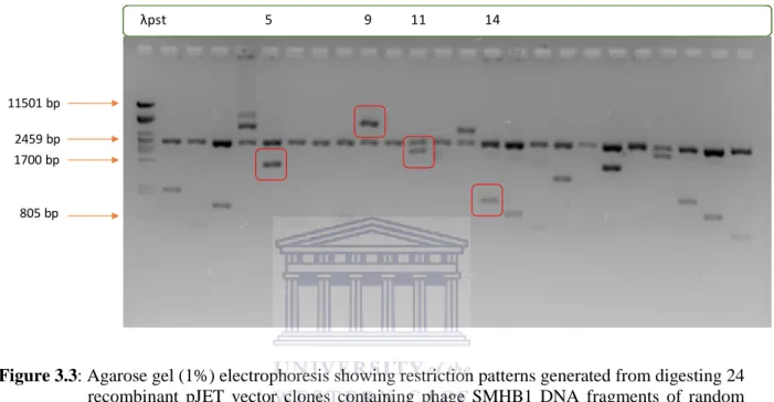 Figure 3.3: Agarose gel (1%) electrophoresis showing restriction patterns generated from digesting 24  recombinant  pJET  vector  clones  containing  phage  SMHB1  DNA  fragments  of  random  sizes