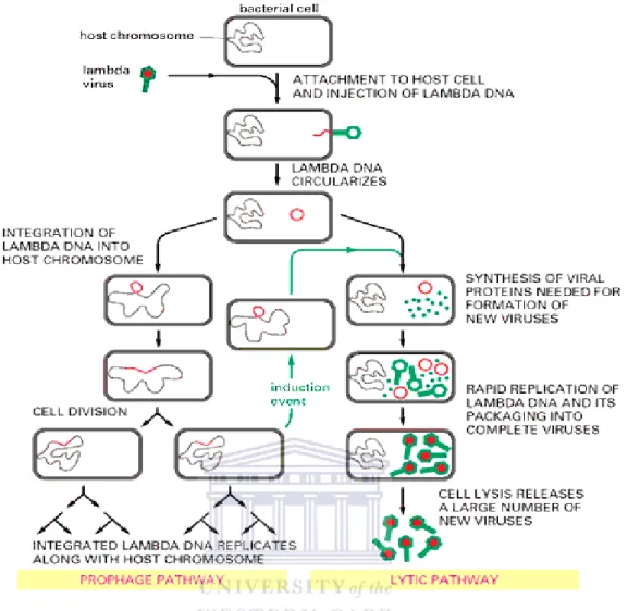 Figure 1.8: The lysogenic life cycle of lambda phage with a description of the effect of an induction  event (Todar, 2001)