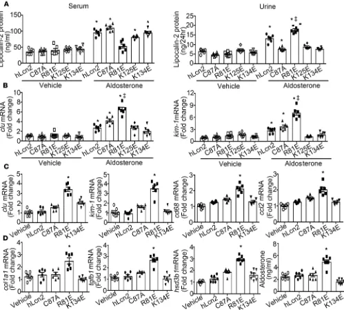 Figure 7. Acute or chronic treatment with recombinant proteins of human lipocalin-2 caused renal injuries in LKO mice