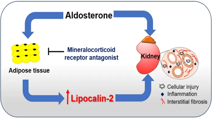 Figure 8. A working model proposing that adipose-derived lipocalin-2 mediates aldosterone-induced renal injuries